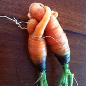 Two carrots are laying on top of each other.