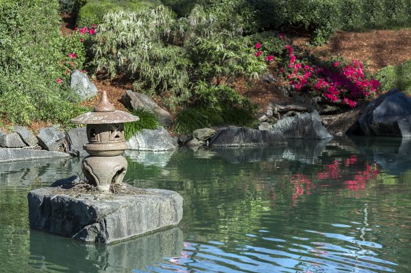 A pond with rocks and water plants in the background.